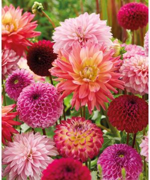 Dazzling Dahlia Breeder's Mix