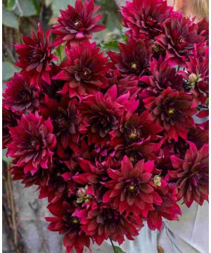 Dahlia hybrida Collection Cabernet