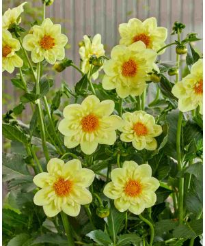 Dahlia Lemon Sherbet