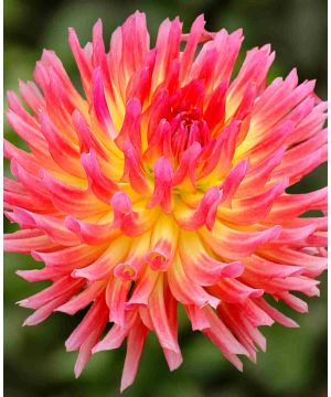 Dahlia hybrida Collection Pink Spider