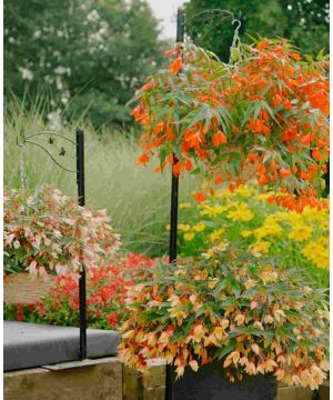 Dazzling Begonia Starshine Collection