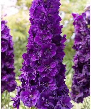 Delphinium elatum Paramo 'Black Velvet'