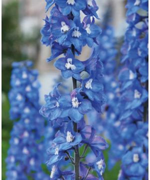 Delphinium Pacific Blue Bird 