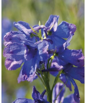 Delphinium grandiflorum Blue Butterfly