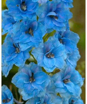 Delphinium Pacific Blue Jay