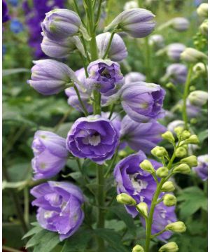 Delphinium Magic Fountain Lavender White Bee