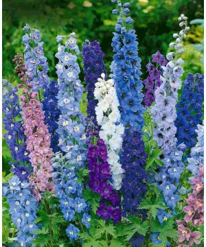 Delphinium Pacific Giants Mix