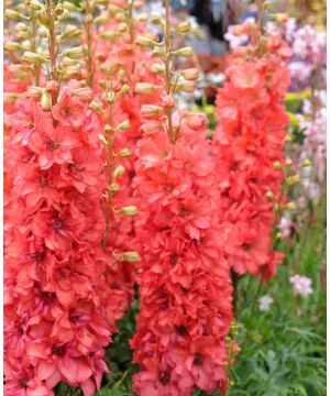 Delphinium elatum Red Lark