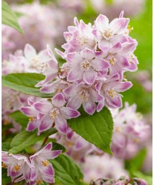 Deutzia Raspberry Sundae
