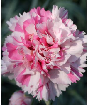 Dianthus Baileys Celebration