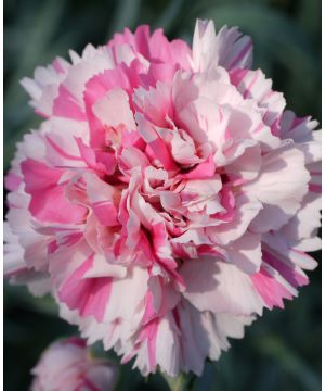Dianthus 'Bailey's Celebration'