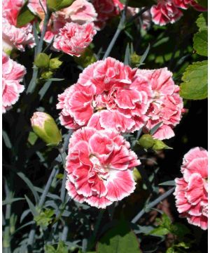 Dianthus Coral Reef