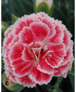 Dianthus Scent First Coral Reef 