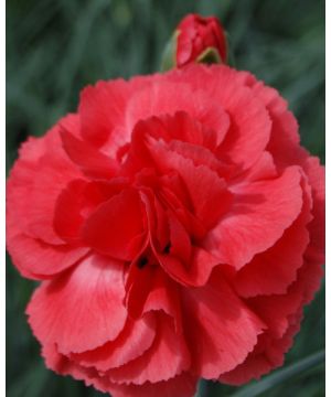 Dianthus Diane