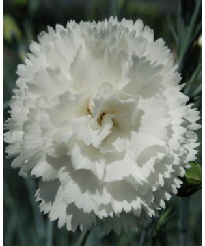 Dianthus Haytor