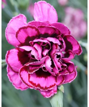 Dianthus Laced Monarch