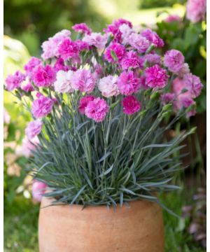 Dianthus Scent First Pink Celebration