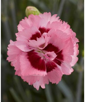 Dianthus Raspberry Sundae