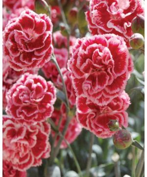 Dianthus Sugar Plum