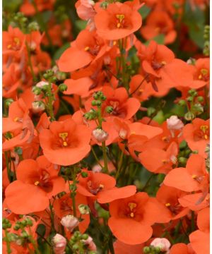 Diascia Breezee Orange