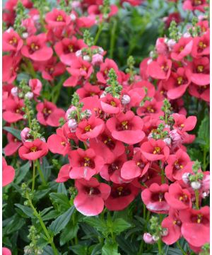 Diascia Breezee 'Red'