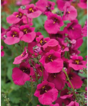 Diascia Diamond Fuchsia 
