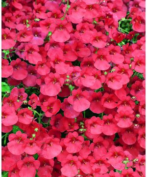 Diascia Little Drifter