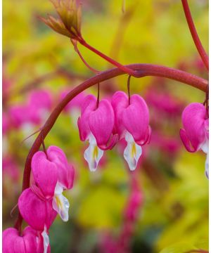 Lampracapnos spectabilis 'Gold Heart'