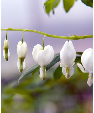 Lamprocapnos spectabilis Alba