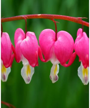 Lamprocapnos spectabilis