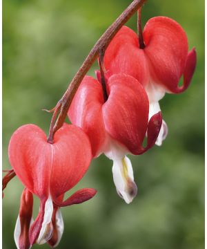 Lamprocapnos spectabilis Valentine