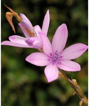 Dierama erectum