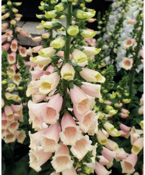 Digitalis purpurea Dalmatian Peach 