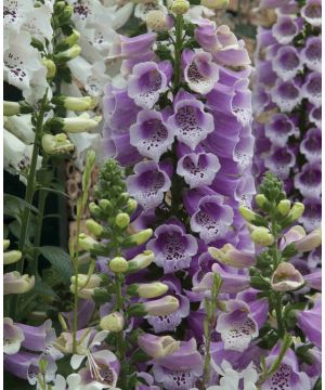 Digitalis purpurea Dalmatian Rose 