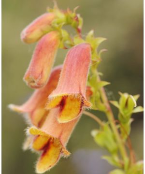 Digitalis obscura 'Dusky Maid'