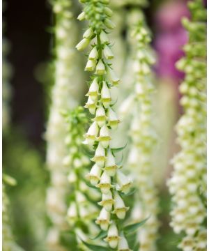 Digitalis lutea