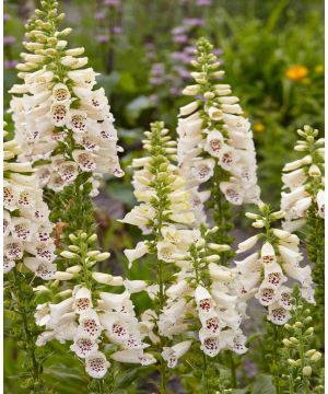 Digitalis purpurea Camelot Cream