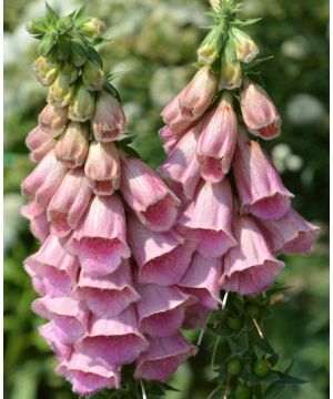 Digitalis Summer King