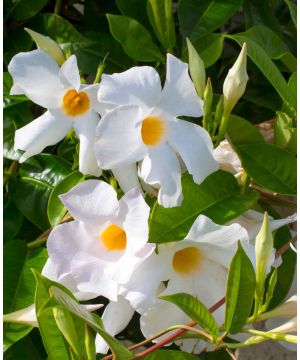 Dipladenia White