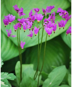 Dodecatheon Meadia