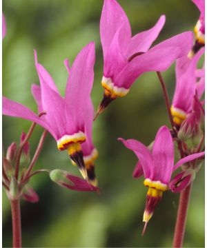 Dodecatheon pulchellum subsp.pulchellum