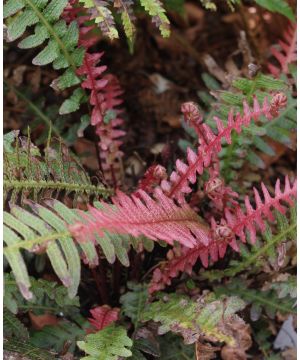 Doodia aspera Rough Ruby