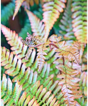 Dryopteris erythrosora