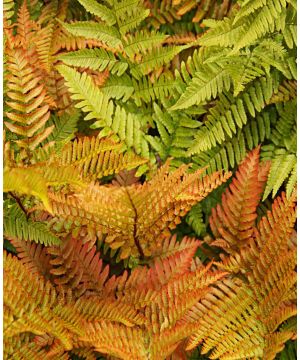 Dryopteris Erythrosora 