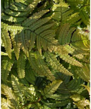Dryopteris lepidopoda