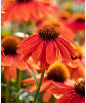 Echinacea Lakota Red