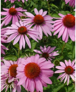 Echinacea purpurea Leuchtstern