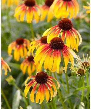 Echinacea purpurea Fiery Meadow Mama