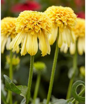 Echinacea purpurea 'Lemon Drop'