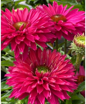 Echinacea SunSeekers Sweet Fuchsia 